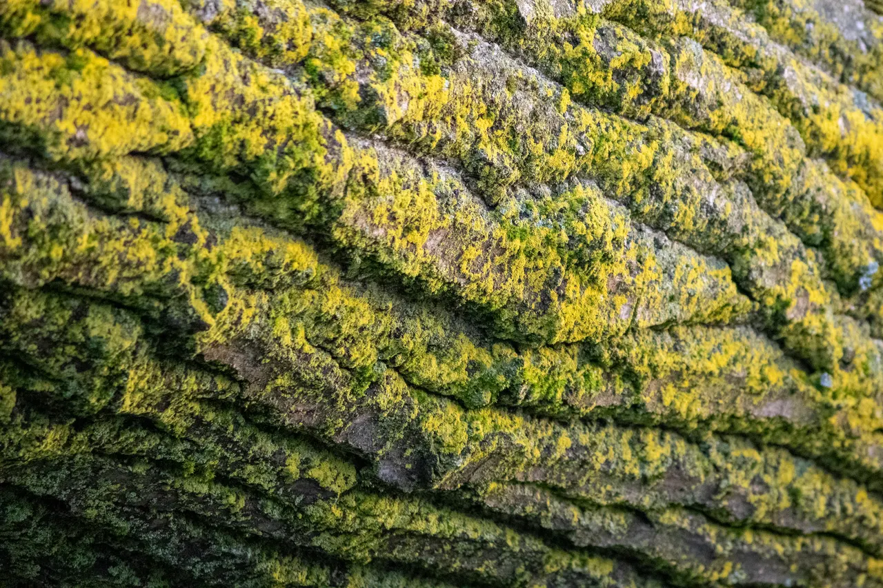 Life finds a way