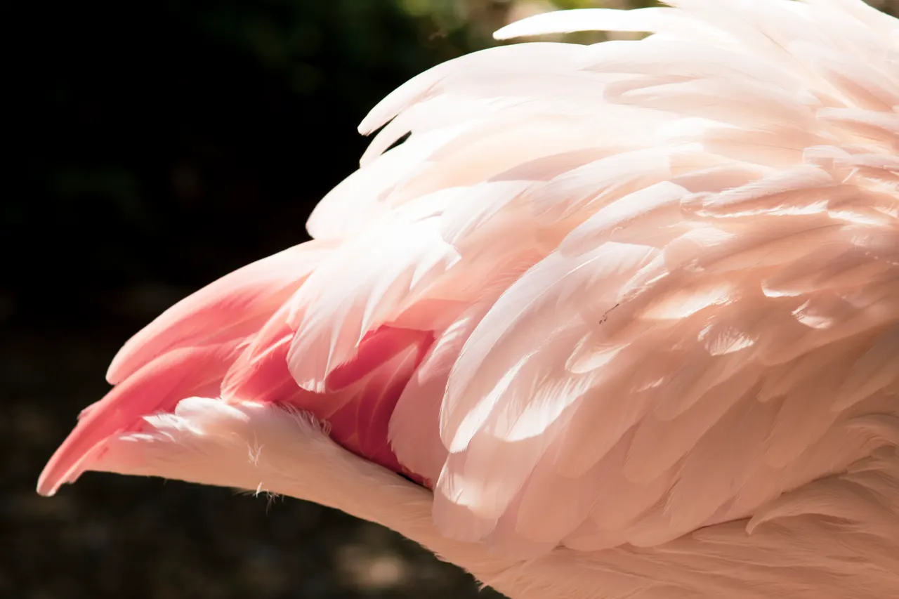 Pink!