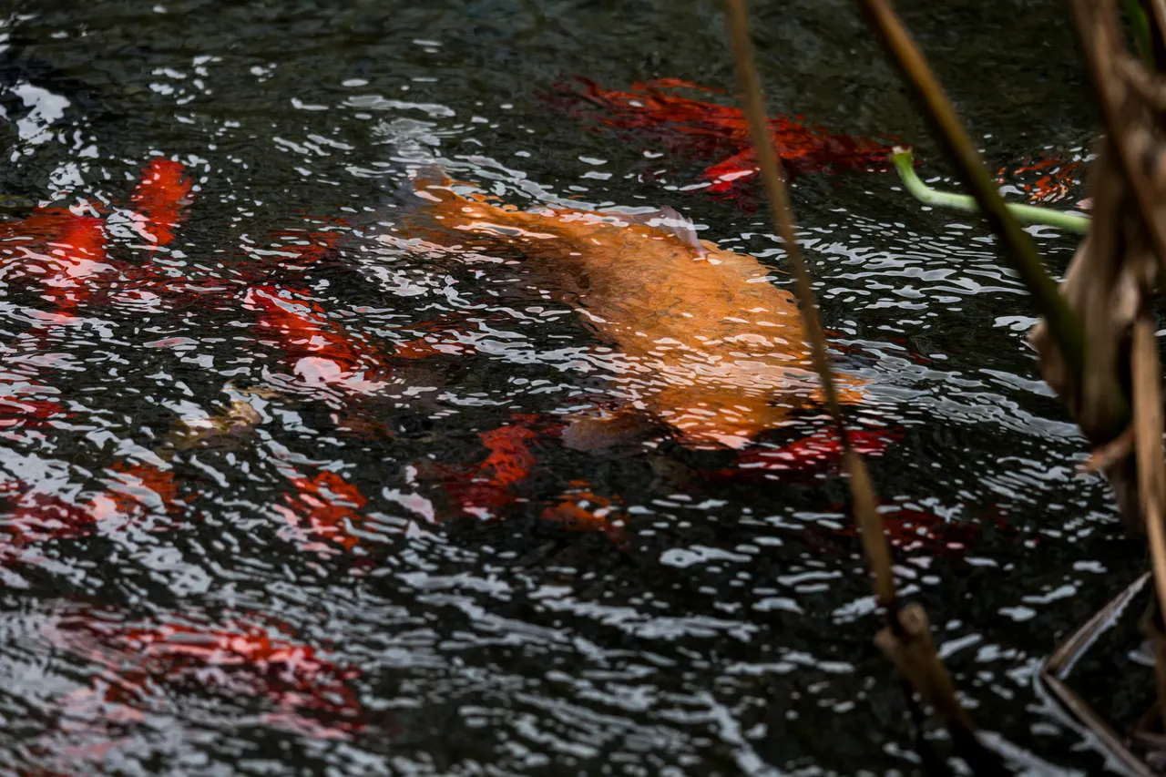 Big Fish