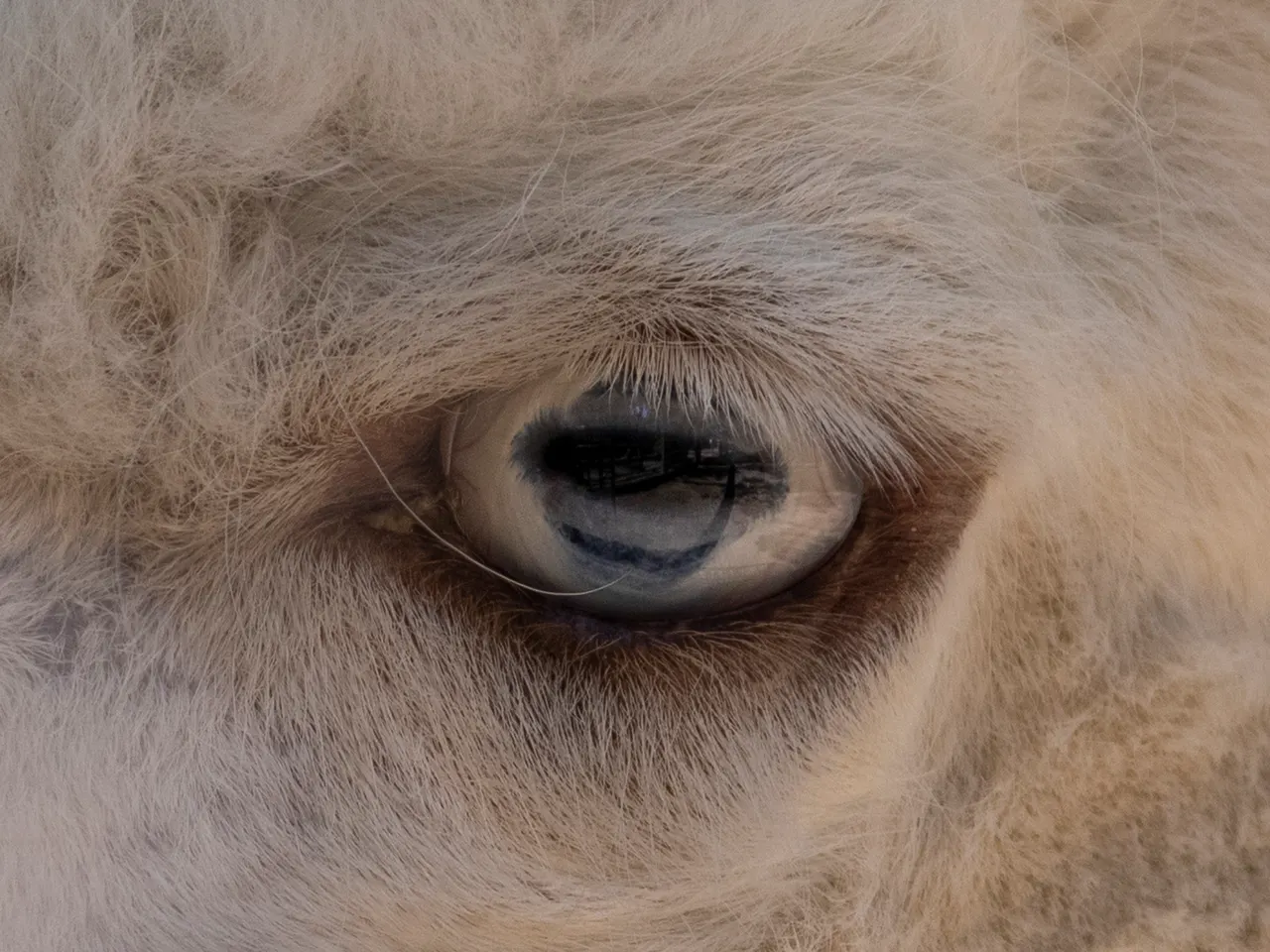 Blue eye