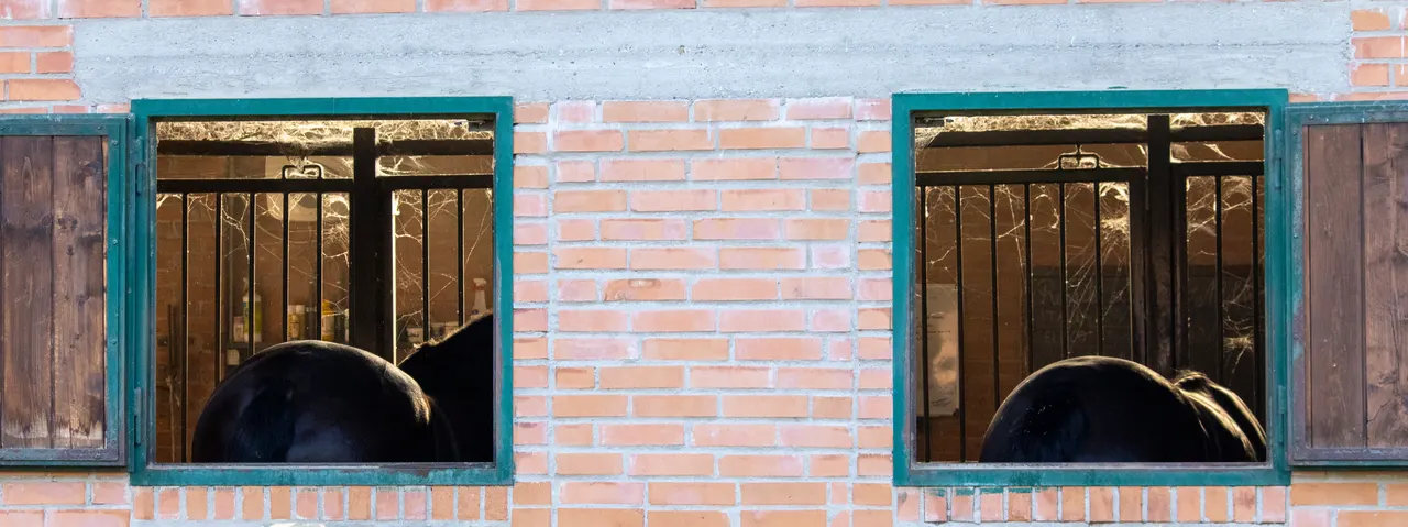 Windows