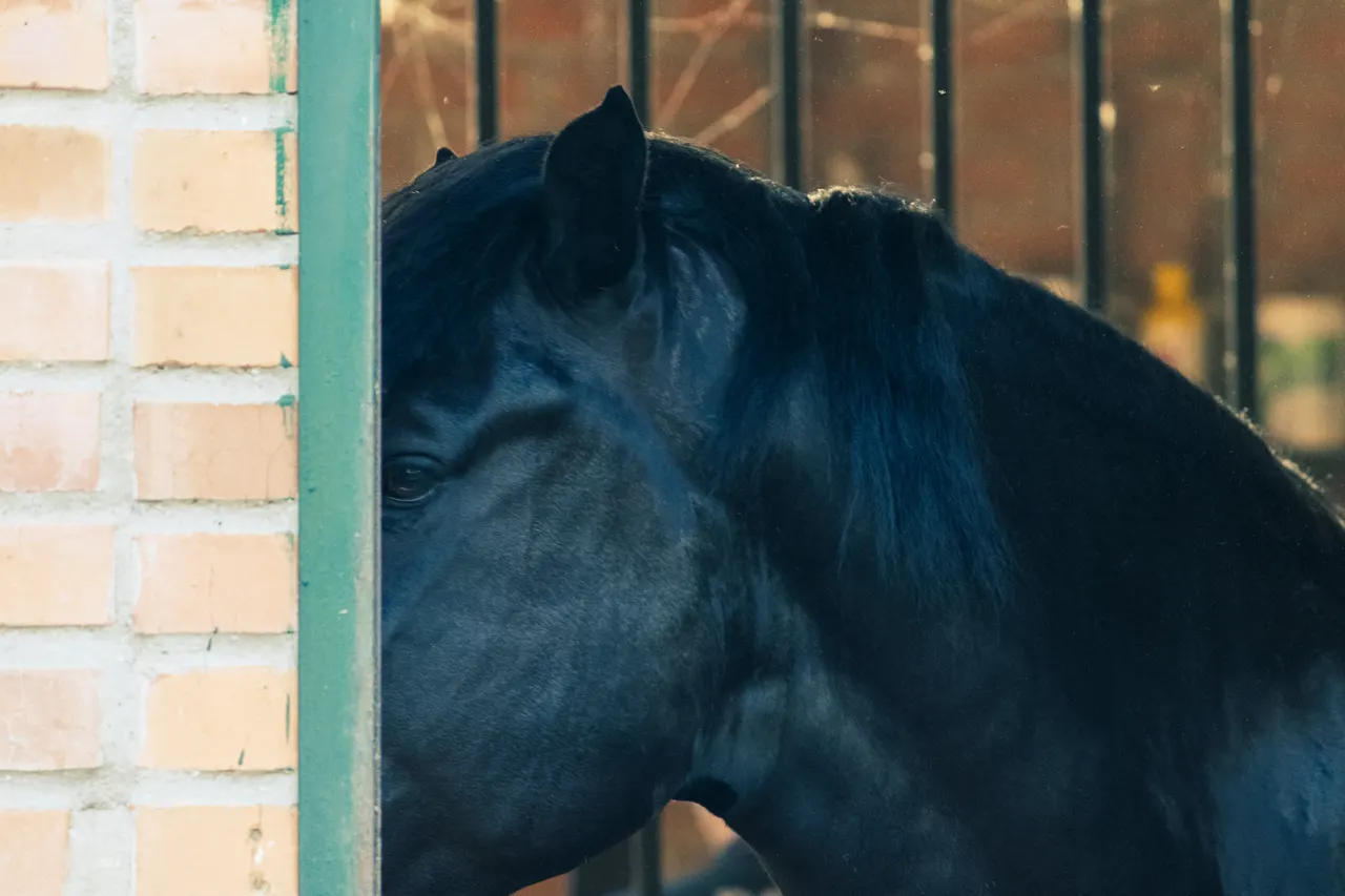 Spying horse