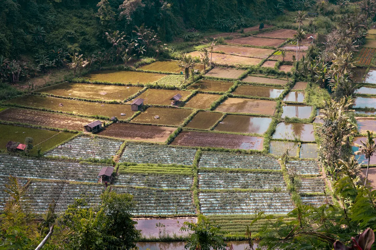 Rice fields