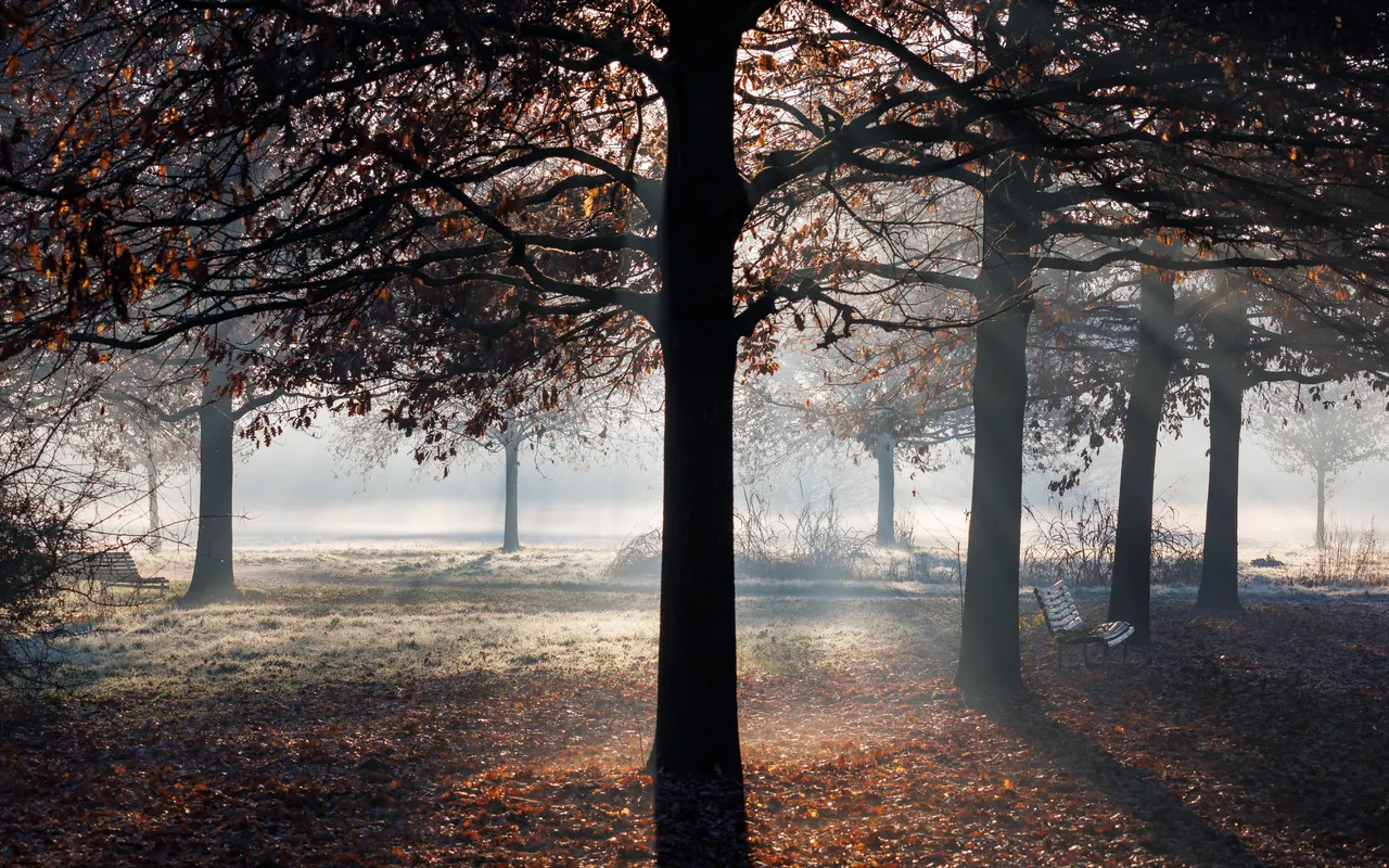 Light in the park