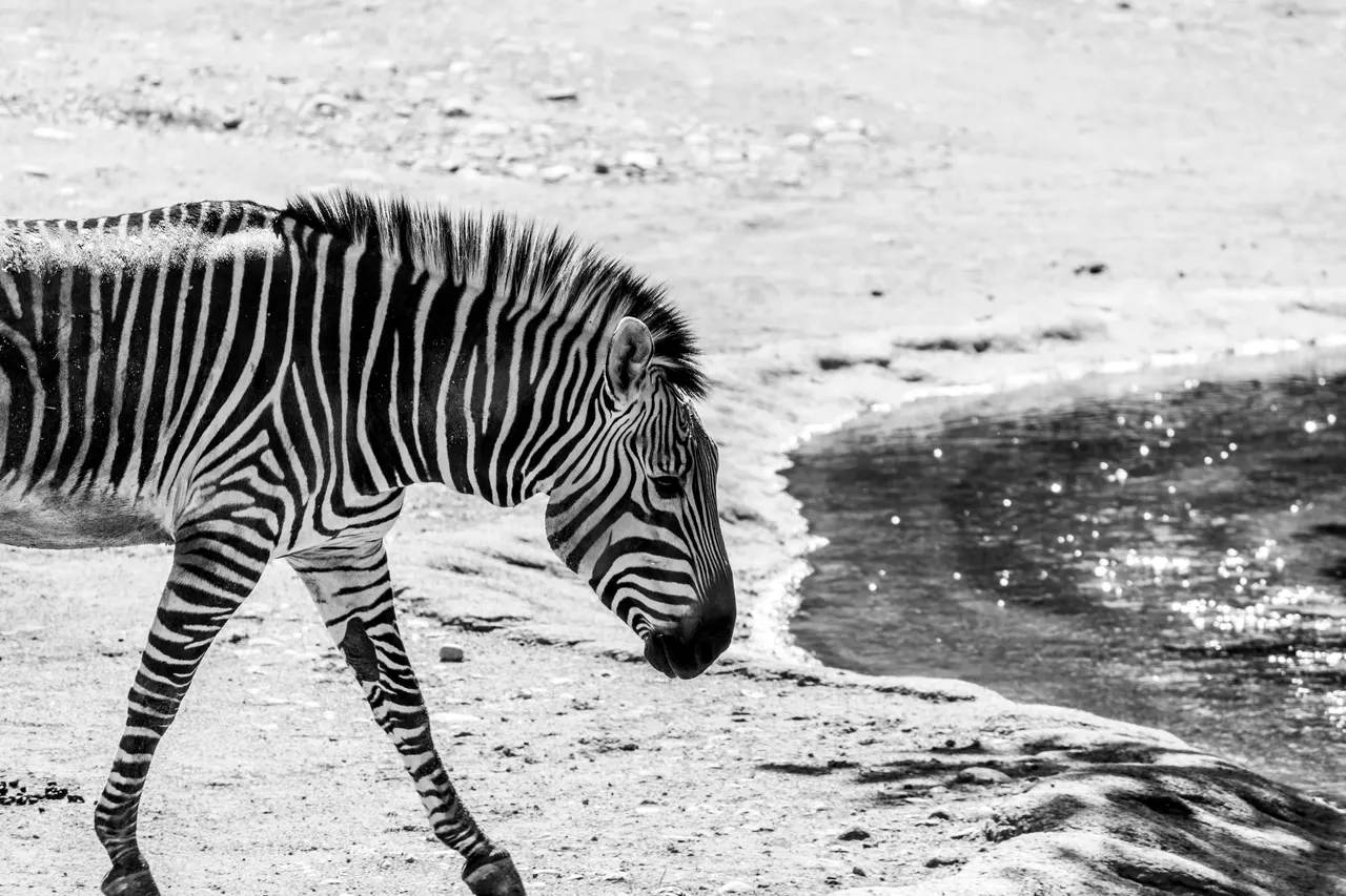 Zebra