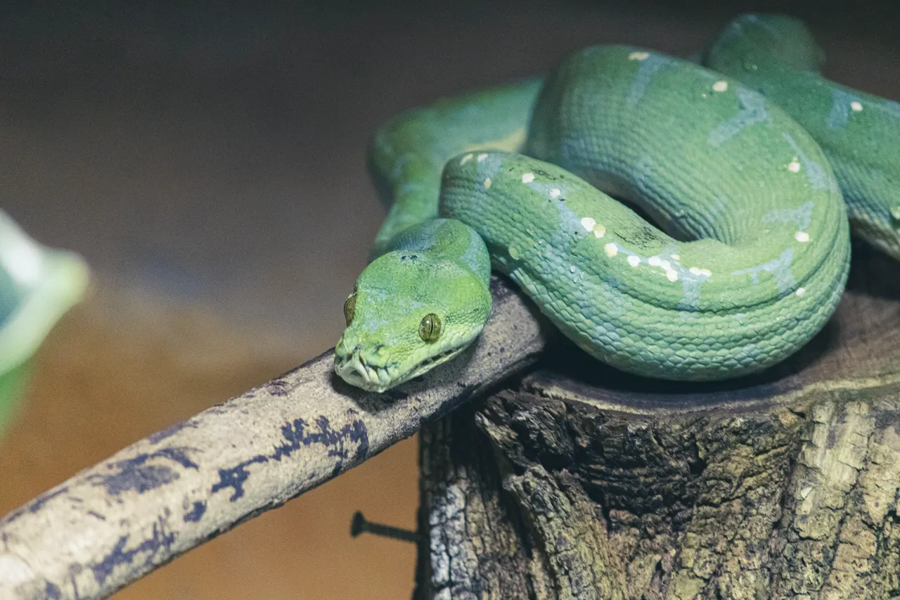 Slithering