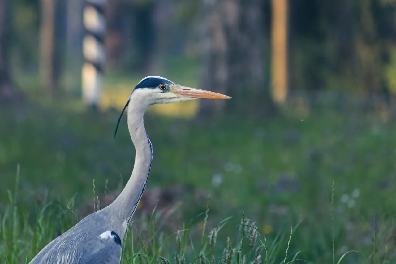 Bird in the city