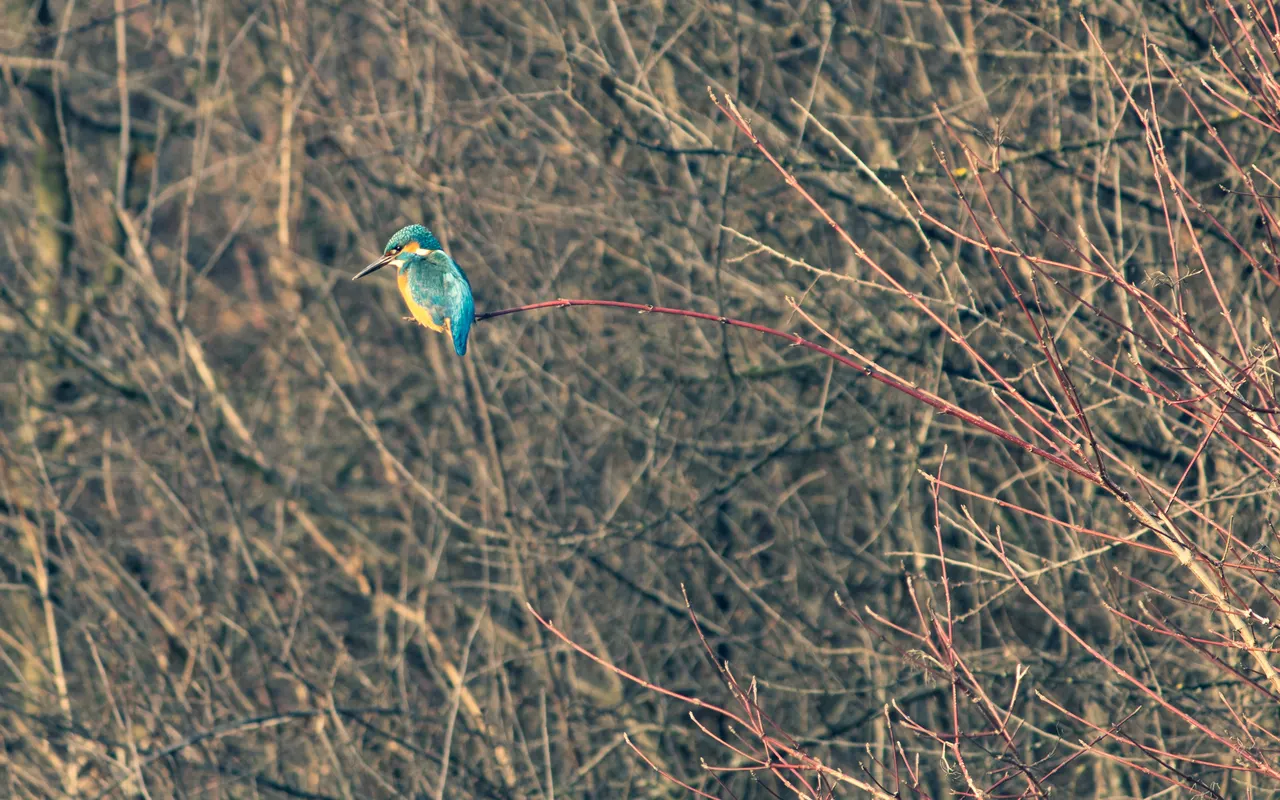 Kingfisher