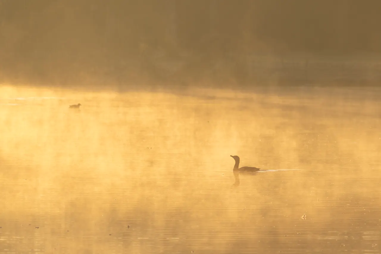 Golden lake