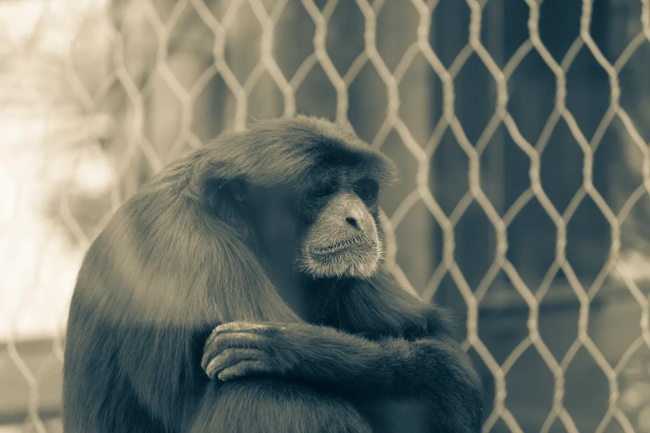 The thinker